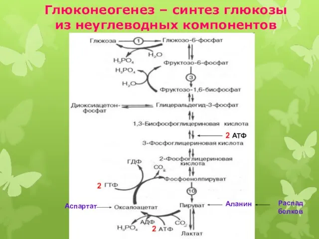 Глюконеогенез – синтез глюкозы из неуглеводных компонентов Аспартат Аланин Распад белков 2 АТФ 2 2