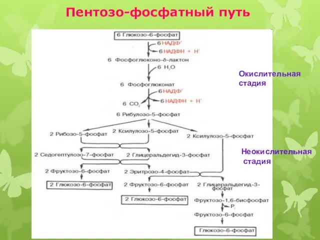 Пентозо-фосфатный путь Окислительная стадия Неокислительная стадия