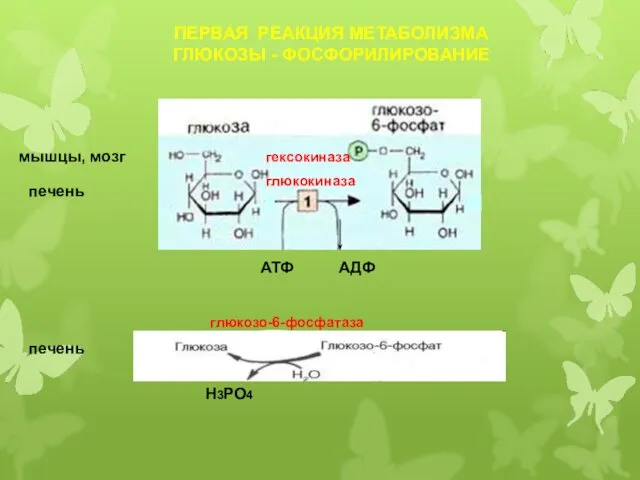 АТФ АДФ гексокиназа глюкокиназа ПЕРВАЯ РЕАКЦИЯ МЕТАБОЛИЗМА ГЛЮКОЗЫ - ФОСФОРИЛИРОВАНИЕ Н3РО4 глюкозо-6-фосфатаза печень печень мышцы, мозг