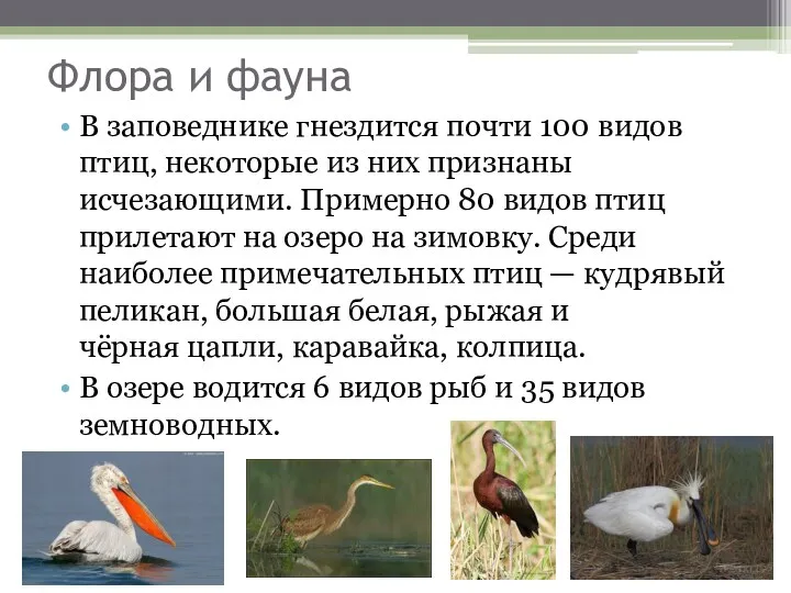 Флора и фауна В заповеднике гнездится почти 100 видов птиц,