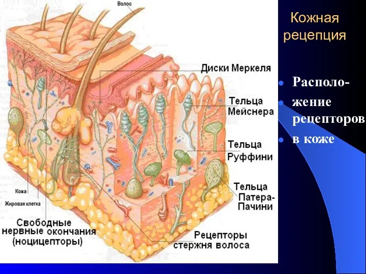 Кожная рецепция Располо- жение рецепторов в коже