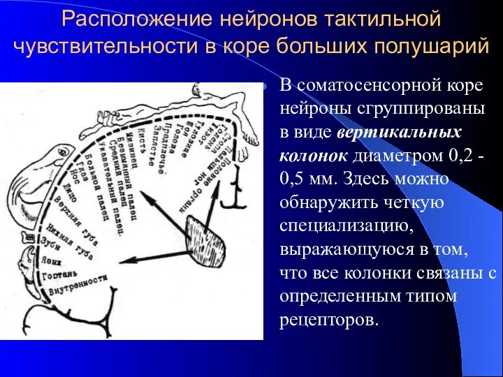 Расположение нейронов тактильной чувствительности в коре больших полушарий В соматосенсорной