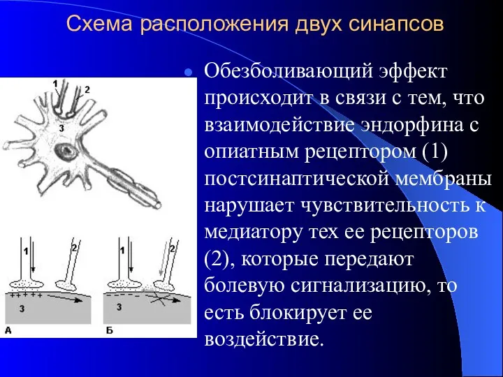 Схема расположения двух синапсов Обезболивающий эффект происходит в связи с