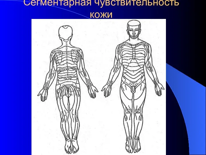 Сегментарная чувствительность кожи