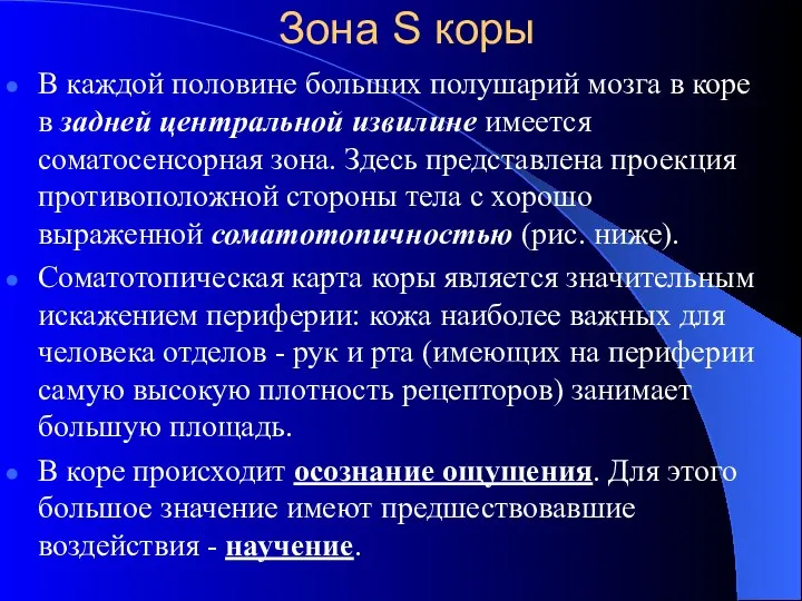 Зона S коры В каждой половине больших полушарий мозга в