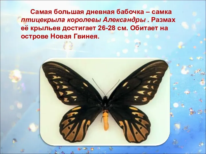 Самая большая дневная бабочка – самка птицекрыла королевы Александры .