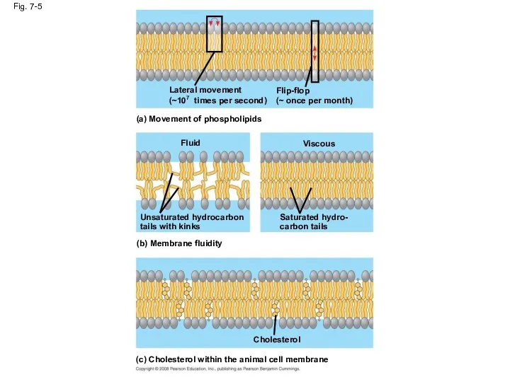 Fig. 7-5 Lateral movement (~107 times per second) Flip-flop (~