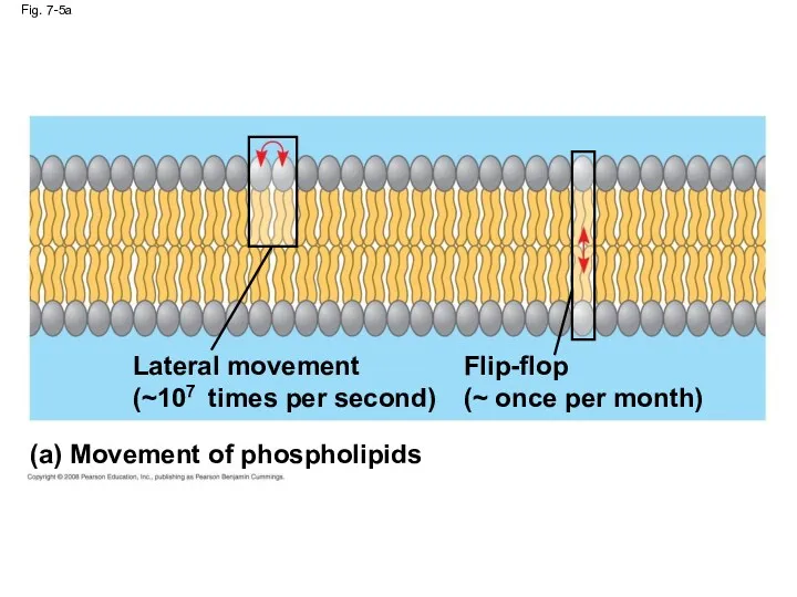 Fig. 7-5a (a) Movement of phospholipids Lateral movement (~107 times