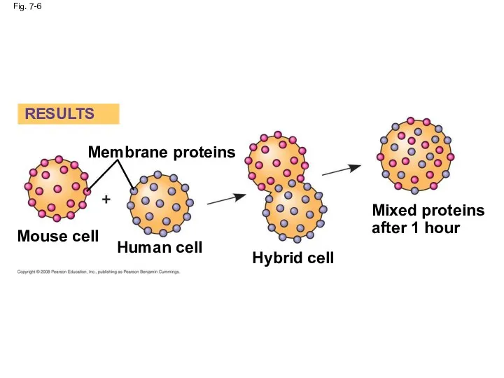 Fig. 7-6 RESULTS Membrane proteins Mouse cell Human cell Hybrid cell Mixed proteins after 1 hour