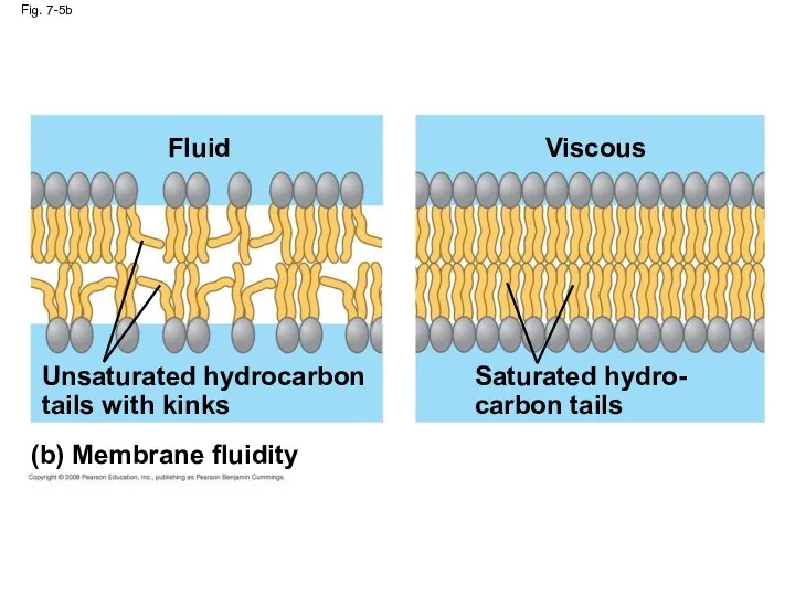 Fig. 7-5b (b) Membrane fluidity Fluid Unsaturated hydrocarbon tails with kinks Viscous Saturated hydro- carbon tails