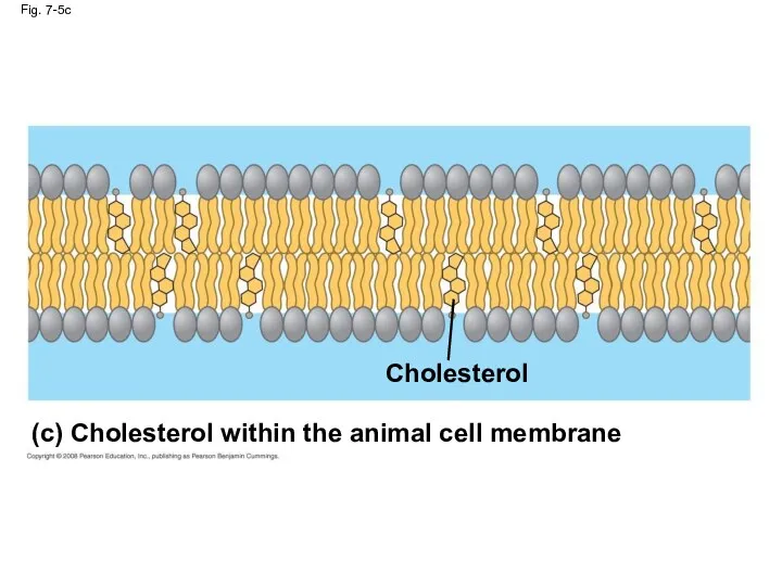 Fig. 7-5c Cholesterol (c) Cholesterol within the animal cell membrane