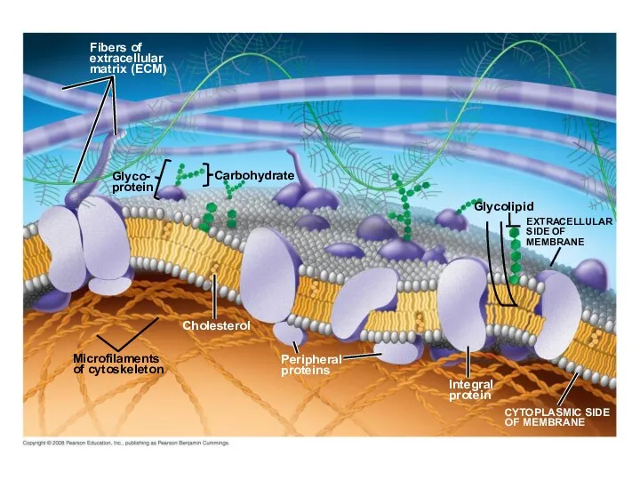 Fig. 7-7 Fibers of extracellular matrix (ECM) Glyco- protein Microfilaments