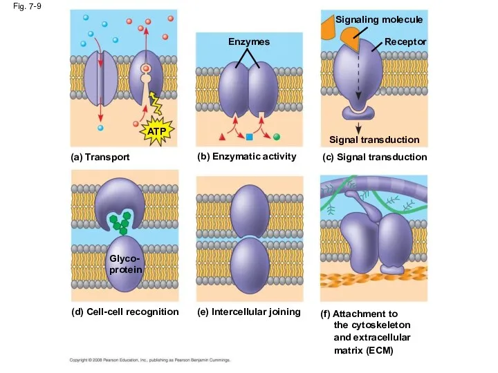 Fig. 7-9 (a) Transport ATP (b) Enzymatic activity Enzymes (c)