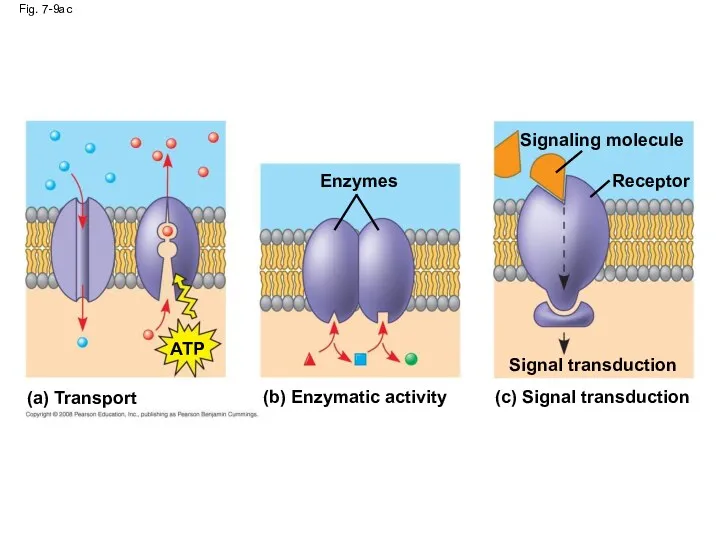 Fig. 7-9ac (a) Transport (b) Enzymatic activity (c) Signal transduction