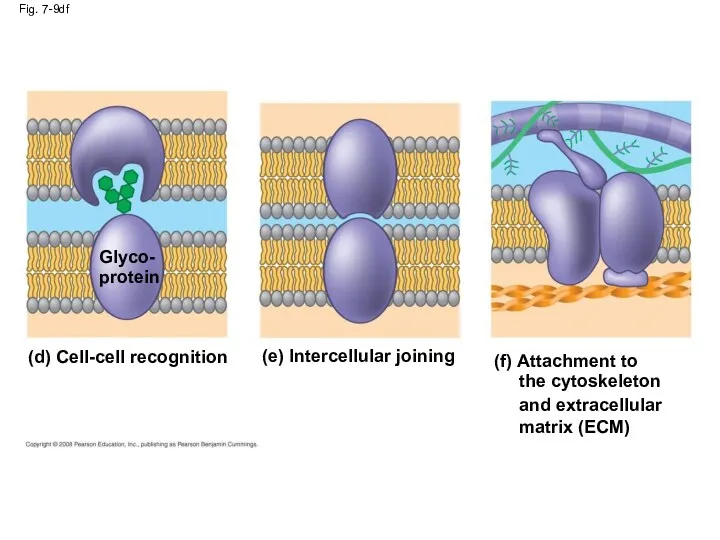 Fig. 7-9df (d) Cell-cell recognition Glyco- protein (e) Intercellular joining