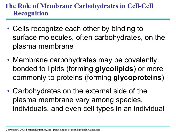 The Role of Membrane Carbohydrates in Cell-Cell Recognition Cells recognize