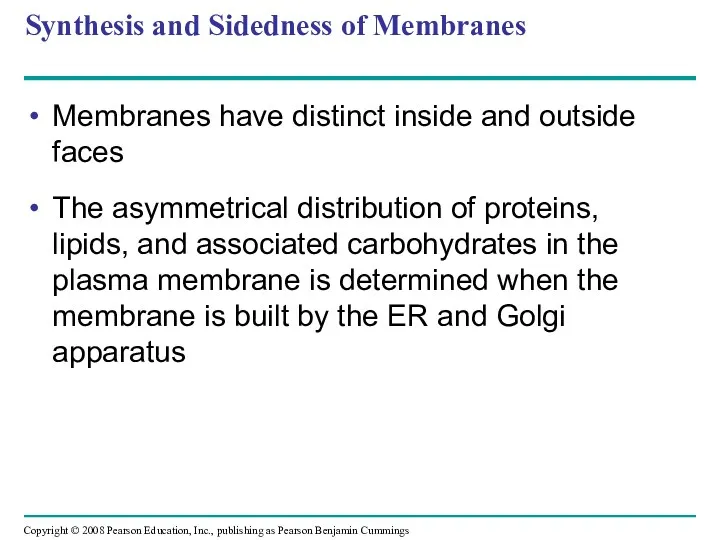 Synthesis and Sidedness of Membranes Membranes have distinct inside and