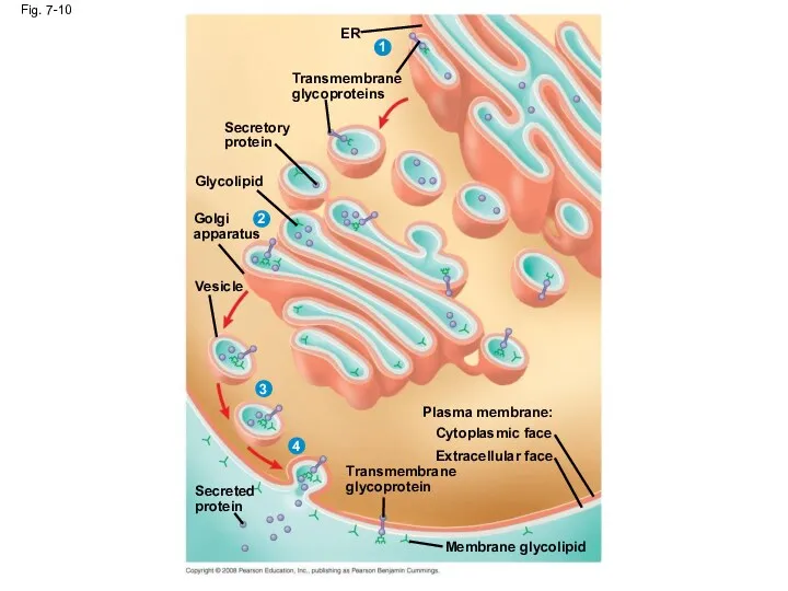 Fig. 7-10 ER 1 Transmembrane glycoproteins Secretory protein Glycolipid 2