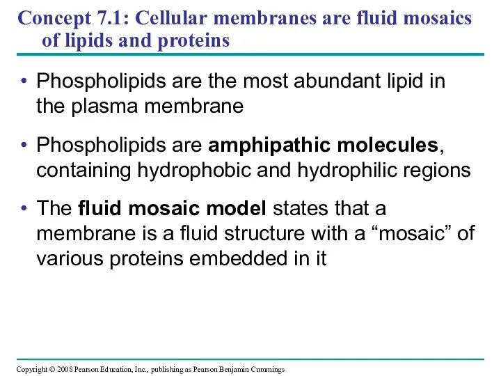 Concept 7.1: Cellular membranes are fluid mosaics of lipids and