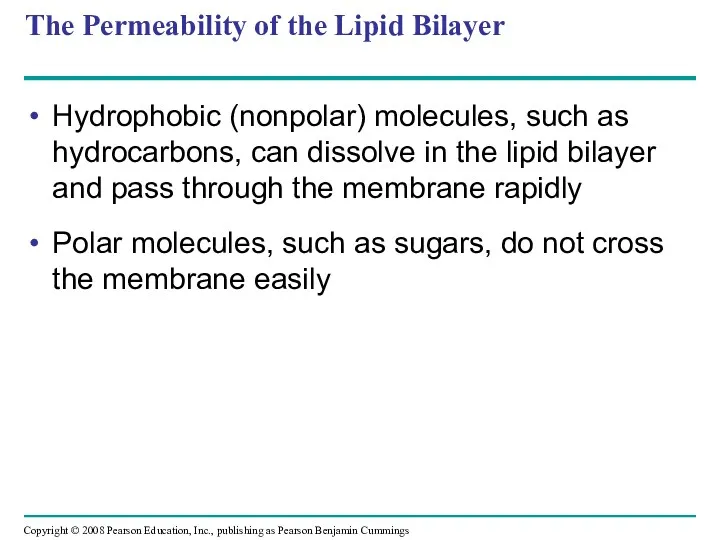 The Permeability of the Lipid Bilayer Hydrophobic (nonpolar) molecules, such