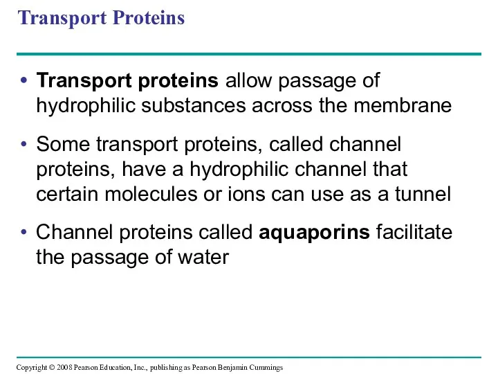 Transport Proteins Transport proteins allow passage of hydrophilic substances across