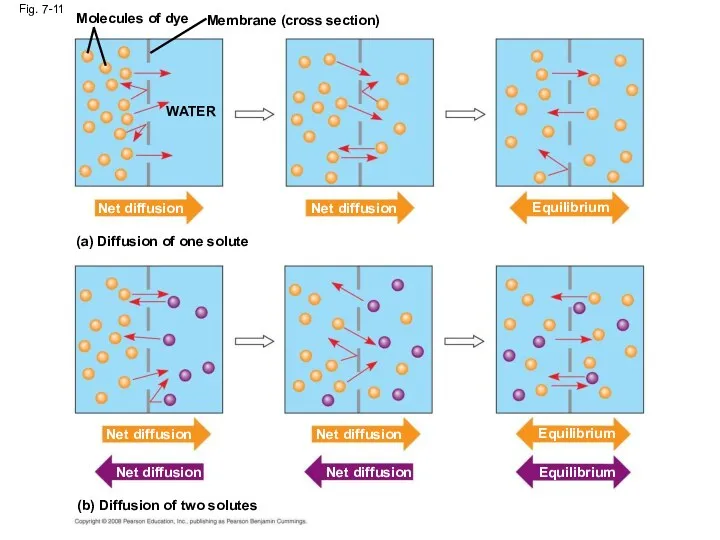 Fig. 7-11 Molecules of dye Membrane (cross section) WATER Net