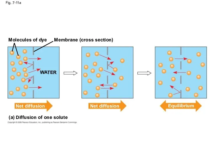 Molecules of dye Fig. 7-11a Membrane (cross section) WATER Net