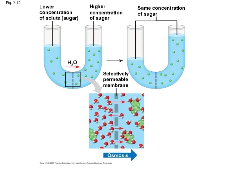 Lower concentration of solute (sugar) Fig. 7-12 H2O Higher concentration