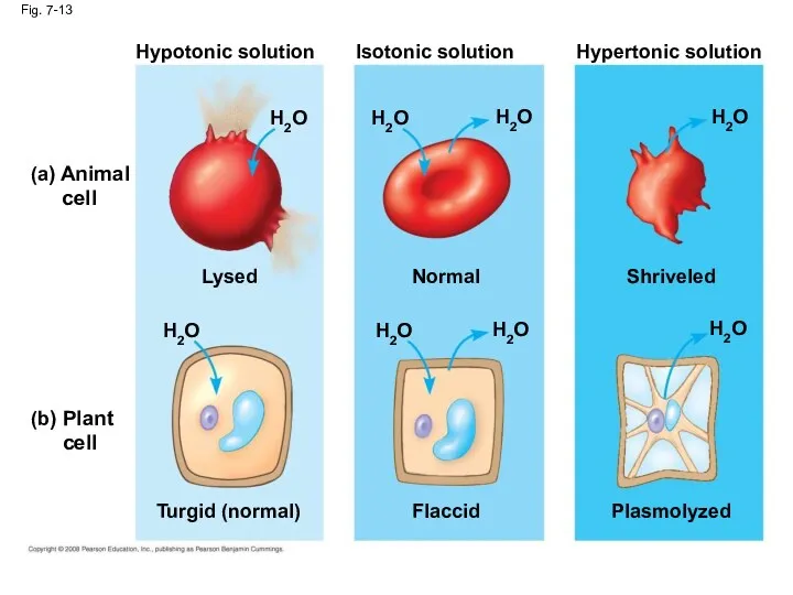 Fig. 7-13 Hypotonic solution (a) Animal cell (b) Plant cell