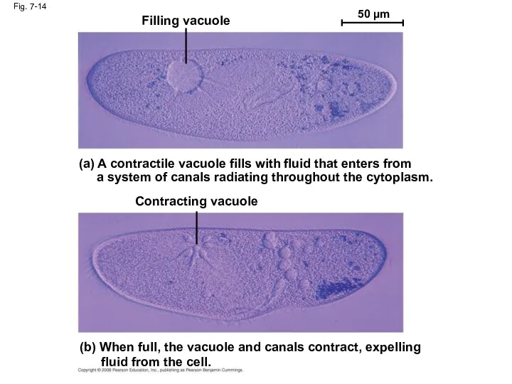 Fig. 7-14 Filling vacuole 50 µm (a) A contractile vacuole