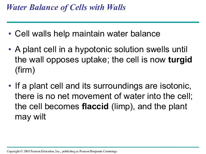 Water Balance of Cells with Walls Cell walls help maintain