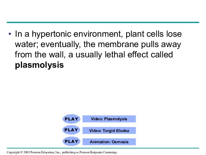 Video: Plasmolysis Video: Turgid Elodea Animation: Osmosis In a hypertonic