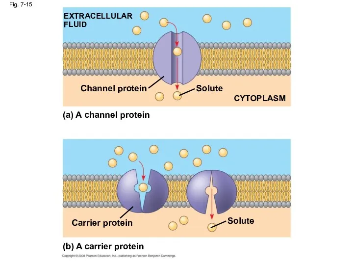 Fig. 7-15 EXTRACELLULAR FLUID Channel protein (a) A channel protein