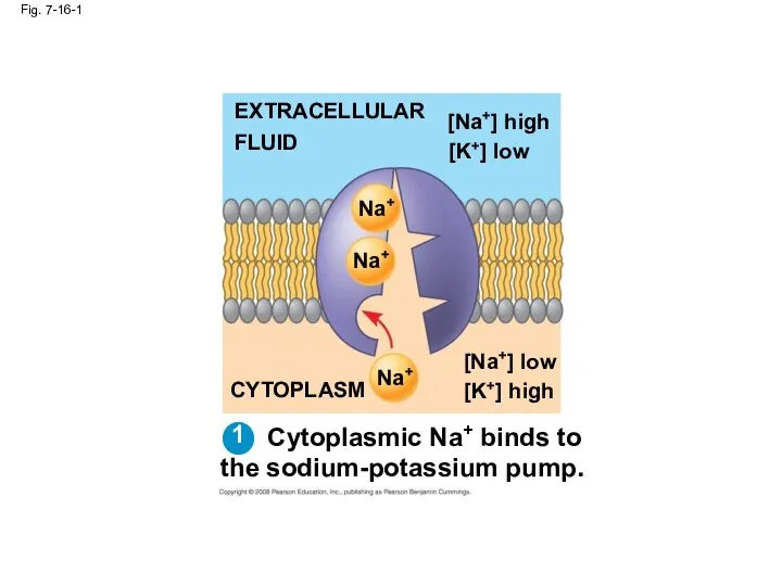 Fig. 7-16-1 EXTRACELLULAR FLUID [Na+] high [K+] low Na+ Na+