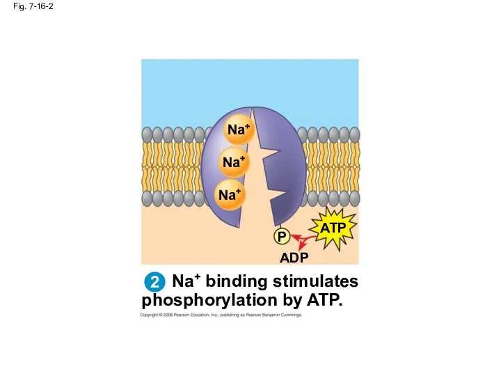 Na+ binding stimulates phosphorylation by ATP. Fig. 7-16-2 Na+ Na+ Na+ ATP P ADP 2
