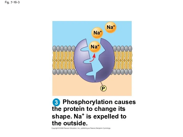 Fig. 7-16-3 Phosphorylation causes the protein to change its shape.