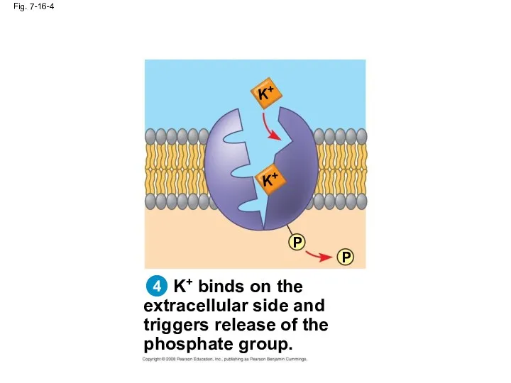 Fig. 7-16-4 K+ binds on the extracellular side and triggers