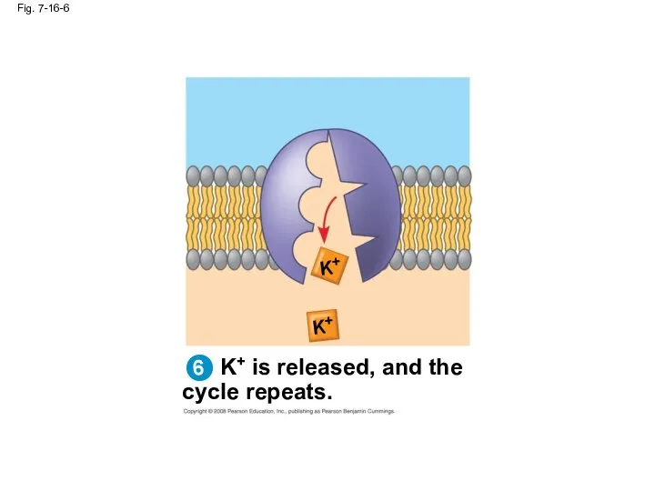 Fig. 7-16-6 K+ is released, and the cycle repeats. K+ K+ 6