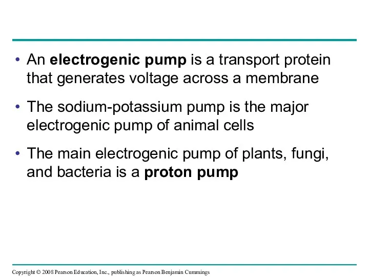 An electrogenic pump is a transport protein that generates voltage