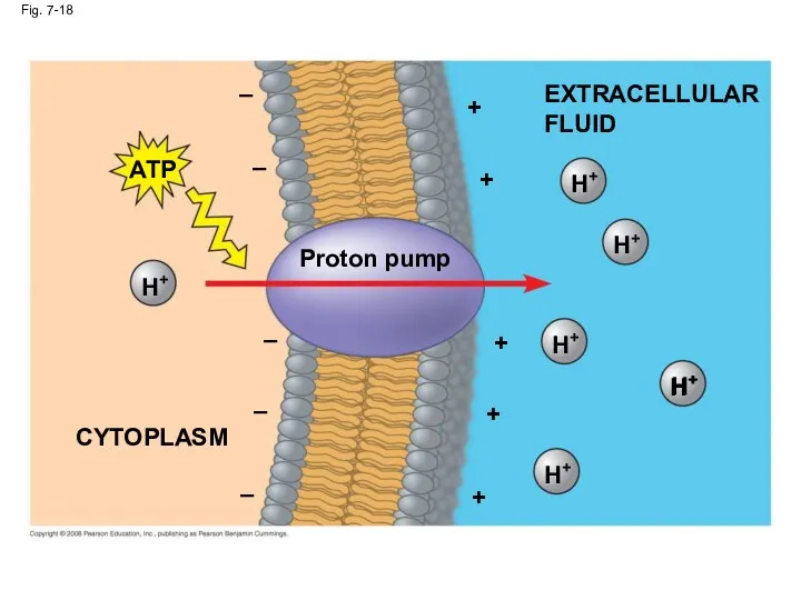 Fig. 7-18 EXTRACELLULAR FLUID H+ H+ H+ H+ Proton pump