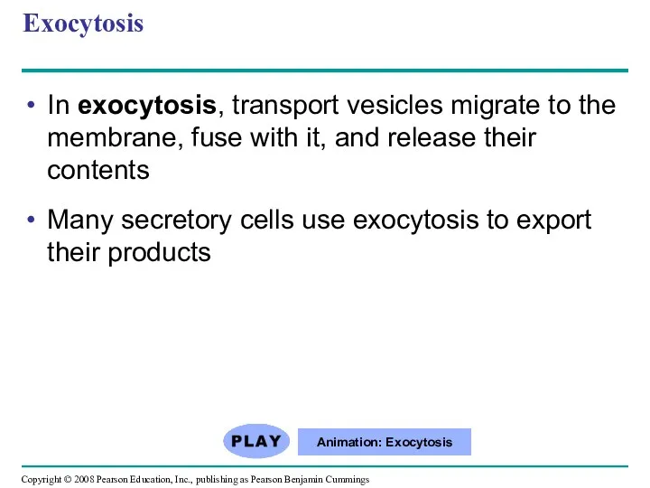 Exocytosis In exocytosis, transport vesicles migrate to the membrane, fuse