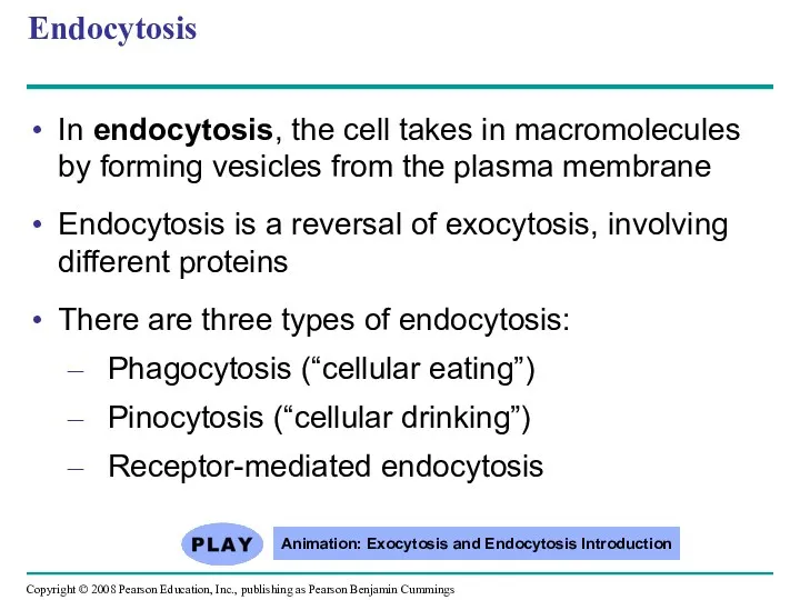 Endocytosis In endocytosis, the cell takes in macromolecules by forming