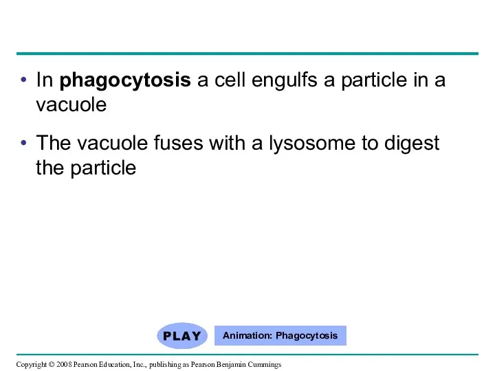 In phagocytosis a cell engulfs a particle in a vacuole