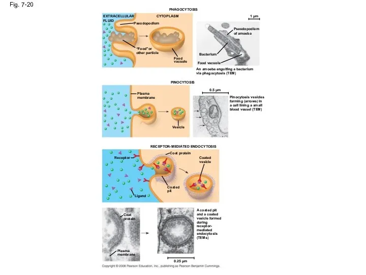 Fig. 7-20 PHAGOCYTOSIS EXTRACELLULAR FLUID CYTOPLASM Pseudopodium “Food”or other particle