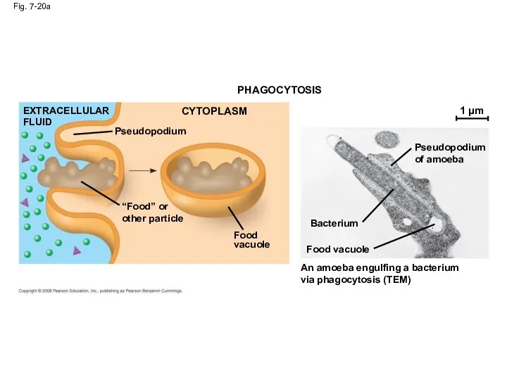 Fig. 7-20a PHAGOCYTOSIS CYTOPLASM EXTRACELLULAR FLUID Pseudopodium “Food” or other