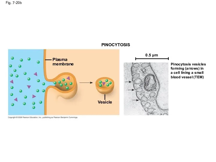 Fig. 7-20b PINOCYTOSIS Plasma membrane Vesicle 0.5 µm Pinocytosis vesicles