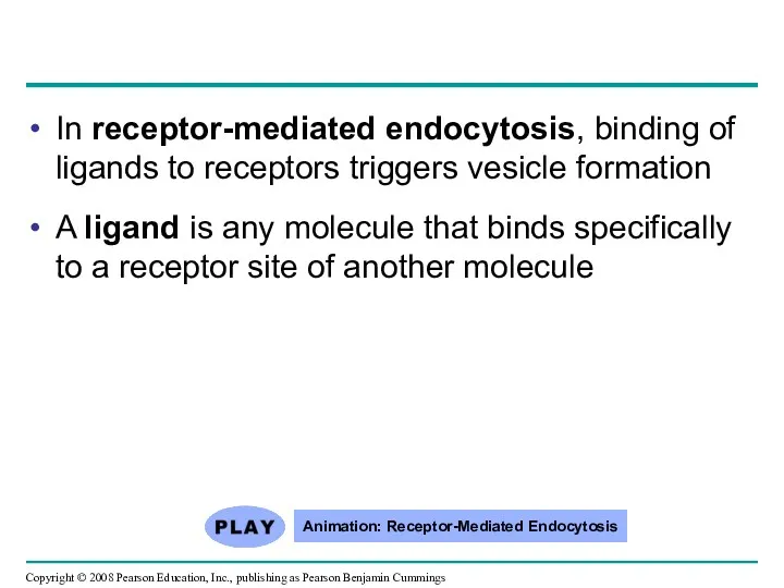 In receptor-mediated endocytosis, binding of ligands to receptors triggers vesicle