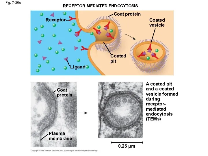 Fig. 7-20c RECEPTOR-MEDIATED ENDOCYTOSIS Receptor Coat protein Coated pit Ligand