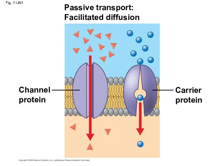 Fig. 7-UN1 Passive transport: Facilitated diffusion Channel protein Carrier protein