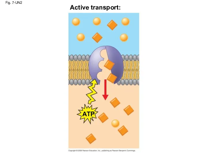 Fig. 7-UN2 Active transport: ATP